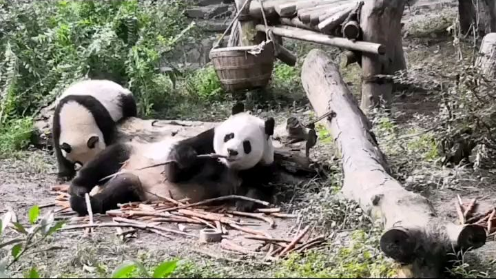 一看就知道经常挨揍